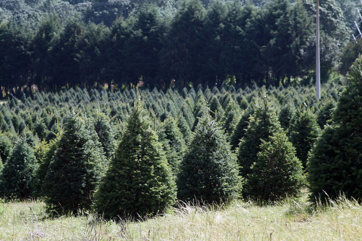 arboles de navidad naturales vendidos en Toluca 