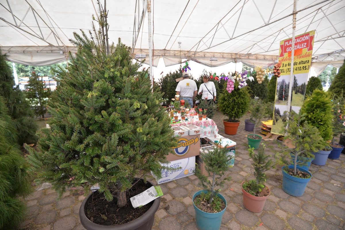 ¡No cortes árboles! Adorna y renta un árbol de Navidad en Toluca de manera sustentable