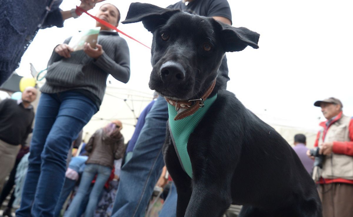 ¡Atención! Megacampaña de Esterilización en San Pablo Autopan