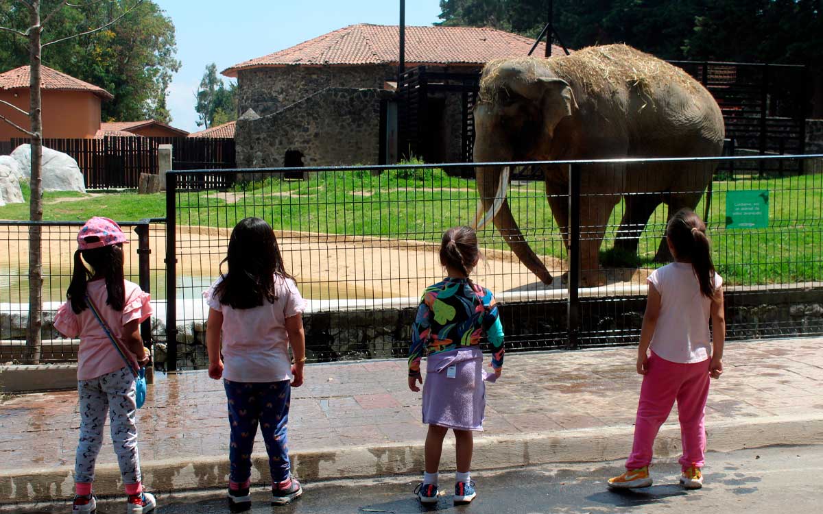 ¡Zoológico de Zacango abrirá en Año Nuevo 2024! Costos y promocionese