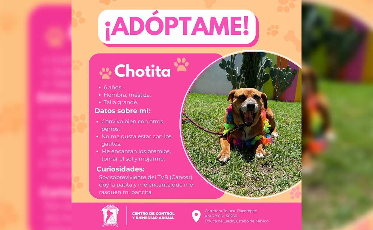 Cartel para buscar quien quiera adoptar perros en Toluca