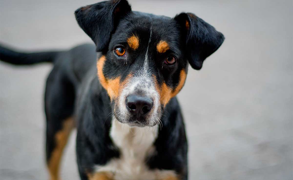 Adopta perros en Toluca: Deja que Chotita alegre tu vida