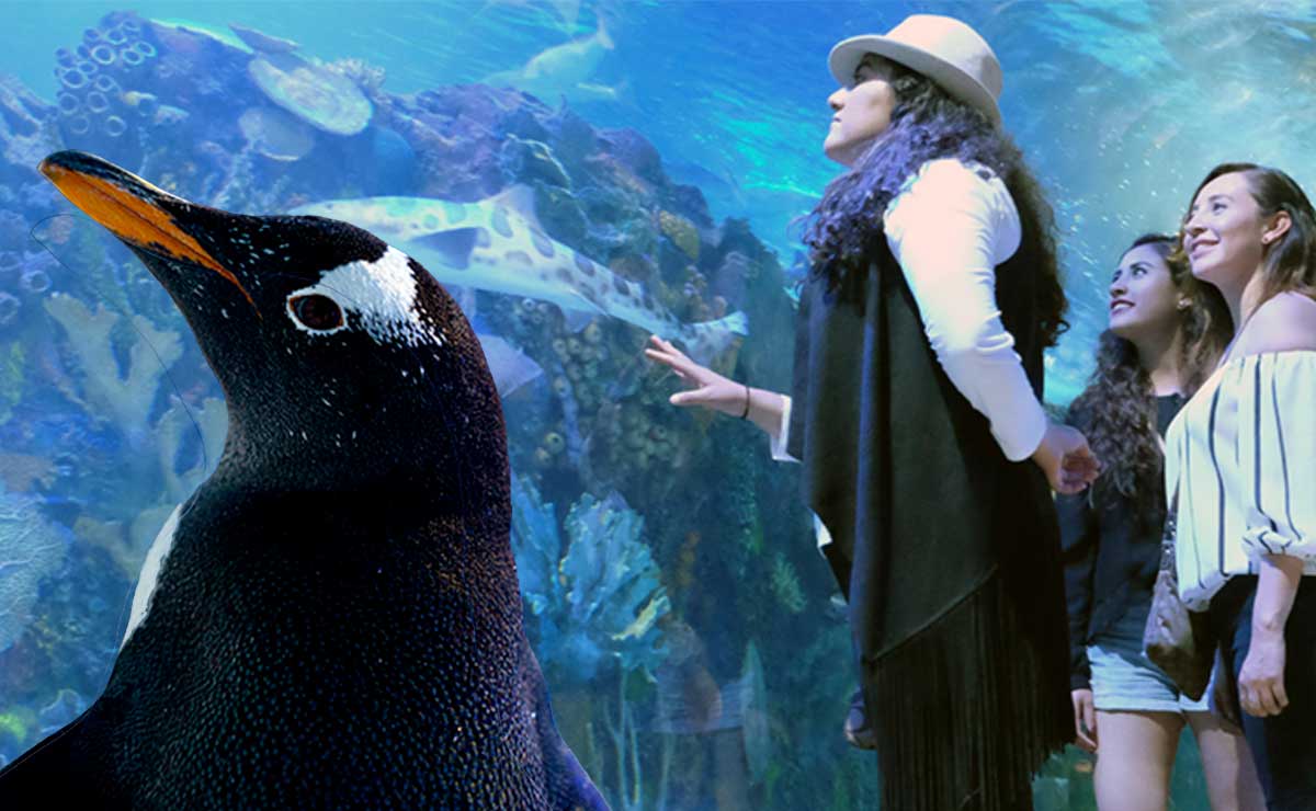 Visita el Acuario Inbursa con tu pareja aprovechando este precio especiale